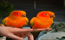 Conures birds for sale: Sun Conure pair  - Image 3
