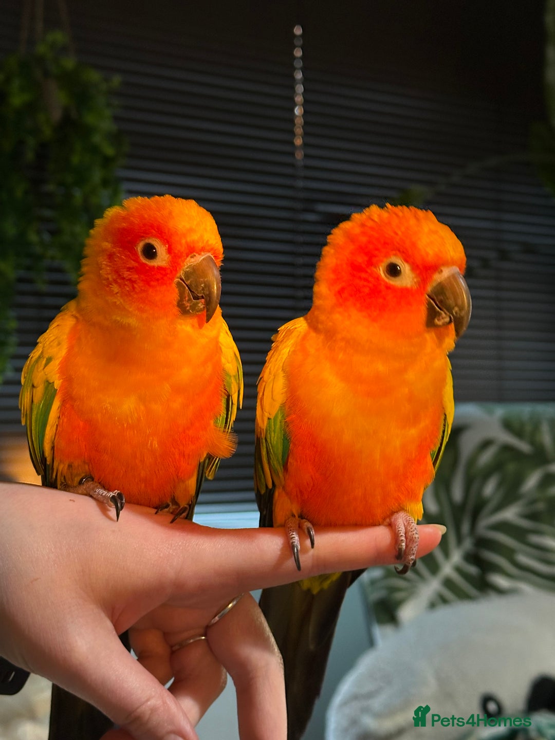 Conures birds for sale: Sun Conure pair  - Image 3