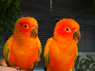 Conures birds 2 Trick trained Sun Conures - Advert 1