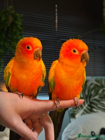 Conures birds 2 Trick trained Sun Conures - Advert 4