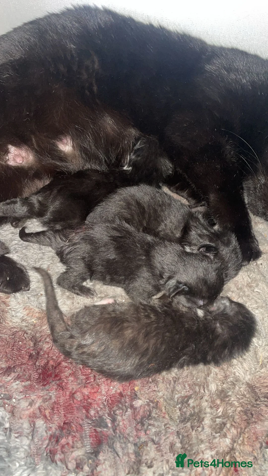 Mixed Breed cats for sale: Special little babies  - Advert 1