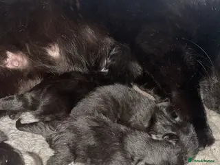 Mixed Breed cats Special little babies - Advert 1