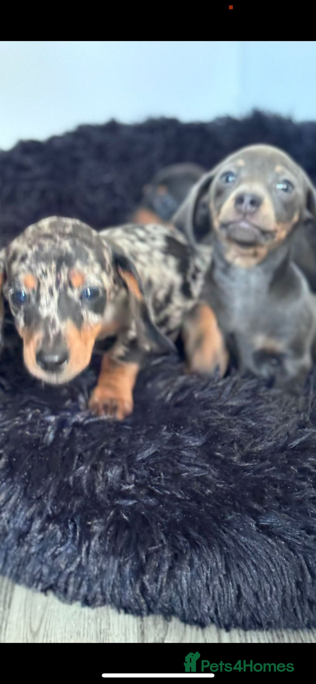 Miniature Dachshund dogs for sale: Miniature dachshunds 1 pup remaining kc registered - Advert 2
