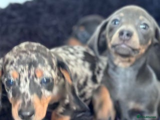 Miniature Dachshund dogs Miniature dachshunds - Advert 9