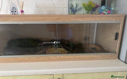 Python Snake reptiles for sale: Ball python  - Image 9
