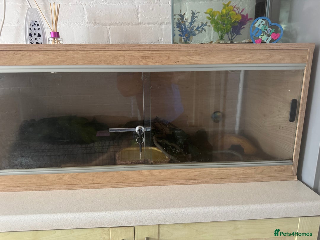 Python Snake reptiles for sale: Ball python  - Image 9