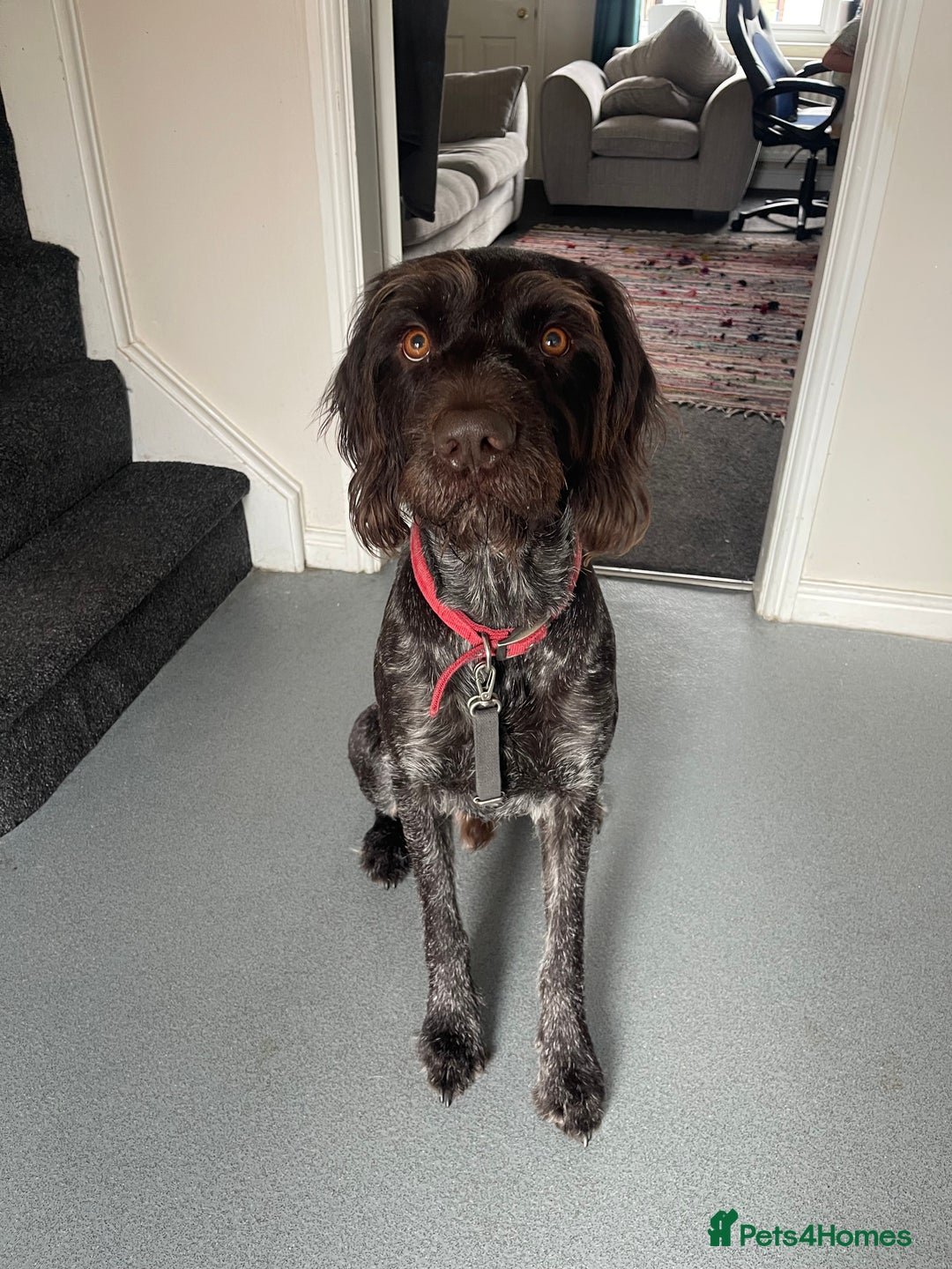 German Wirehaired Pointer dogs for sale: Wonderful family dog in York - Advert 2