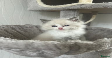 Ragdoll cats - Advert 15