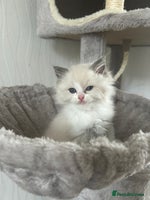 Ragdoll cats - Advert 15