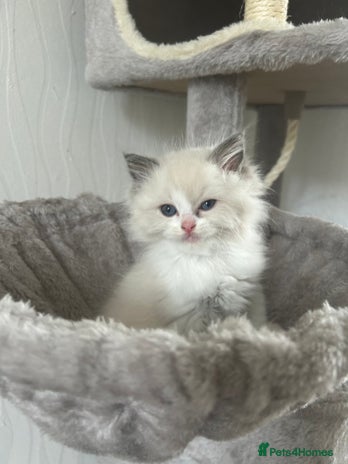 Ragdoll cats - Advert 6