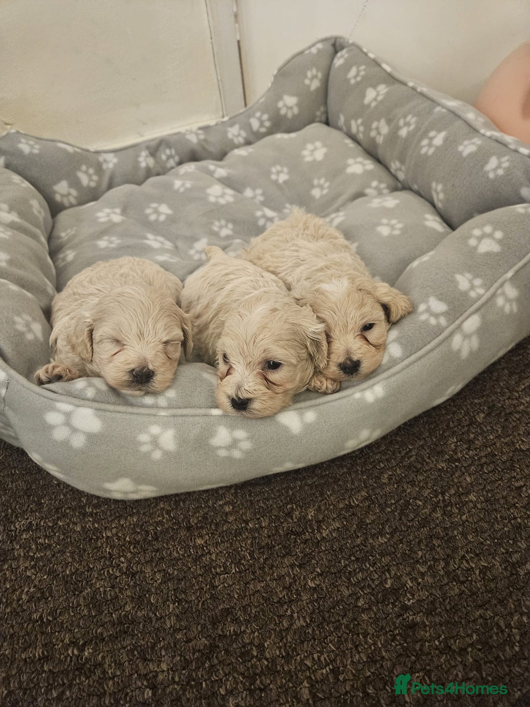 Maltipoo dogs for sale: Korean maltipoo luxury teddy 3 boys  - Advert 6