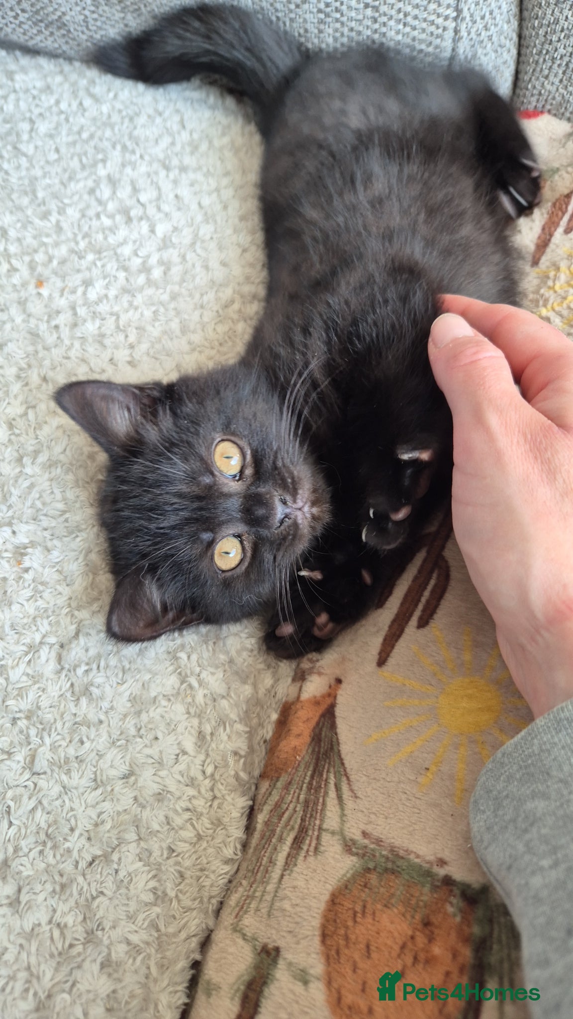 British Shorthair cats Adorable British Shorthair Kittens Ready Soon - Advert 14