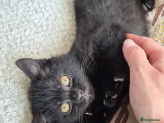 British Shorthair cats Adorable British Shorthair Kittens Ready Soon - Advert 14