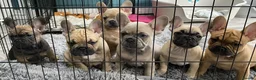 French Bulldog dogs for sale: Stunning KC Registered French Bulldogs-READY NOW! - Advert 3