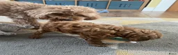 Mixed Breed dogs for sale: 8 week old toy/miniature poodles for sale in Bathgate - Advert 7