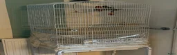 Lovebirds birds for sale: Pair of Beautiful Bonded Lovebirds with Large Cage in Carshalton - Advert 8