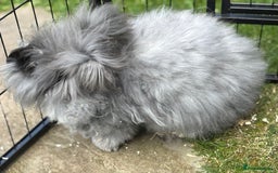 Angora rabbits for sale: female angora ready now  - Image 13