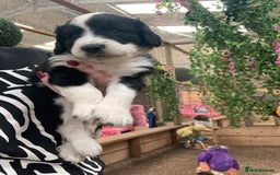 Bernedoodle dogs for sale: Midi Medium Bernedoodle Puppies  - Image 14