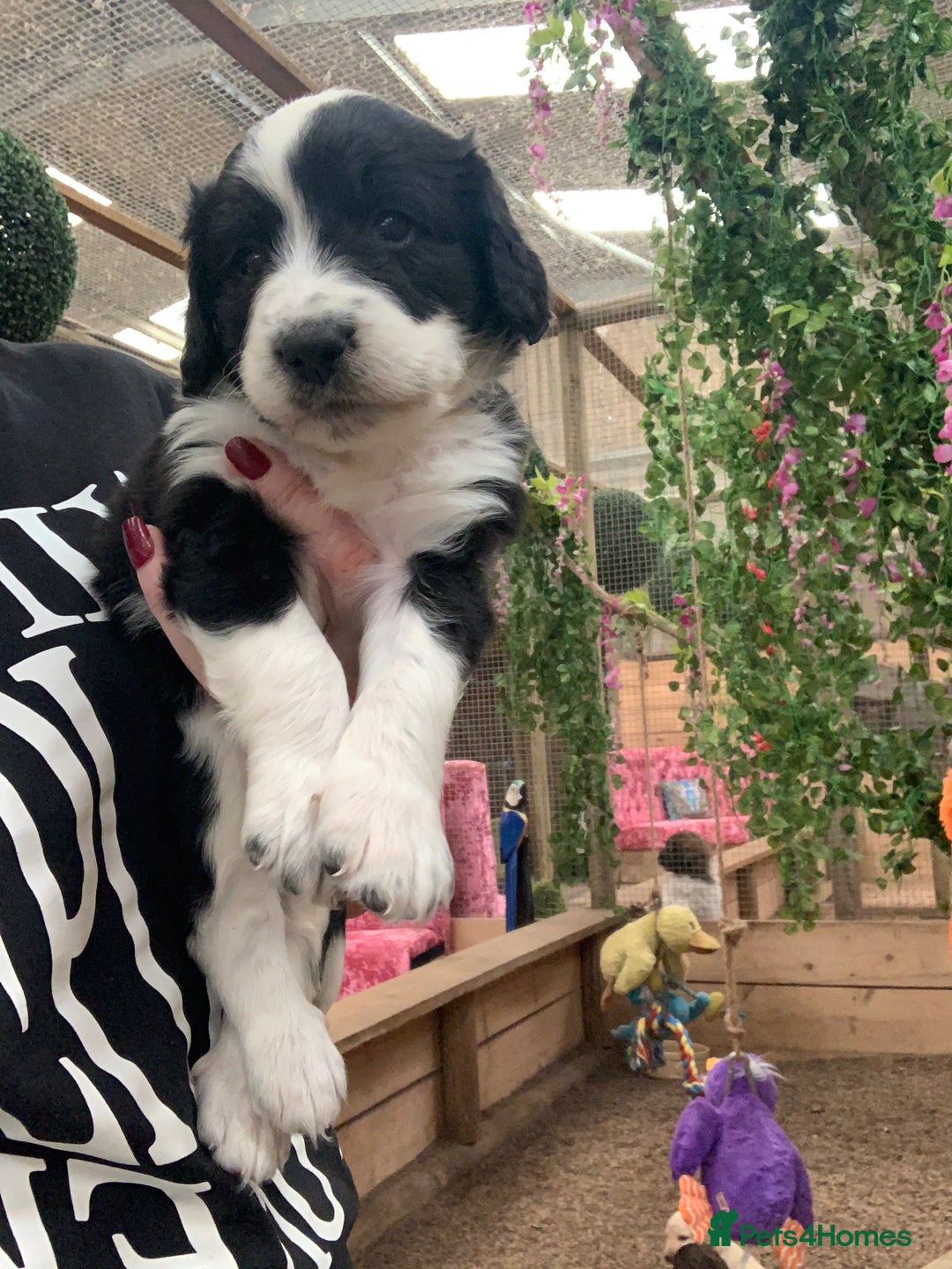 Bernedoodle dogs for sale: Midi Medium Bernedoodle Puppies  - Image 14