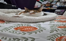 Mixed Breed cats for sale: Mimi  - Image 6