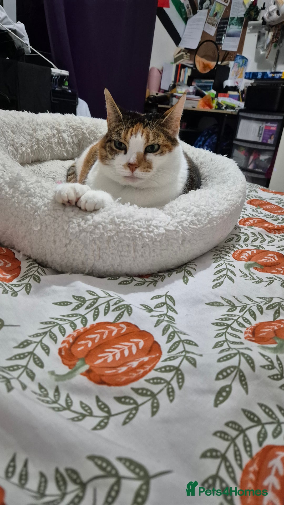 Mixed Breed cats for sale: Mimi  - Image 6