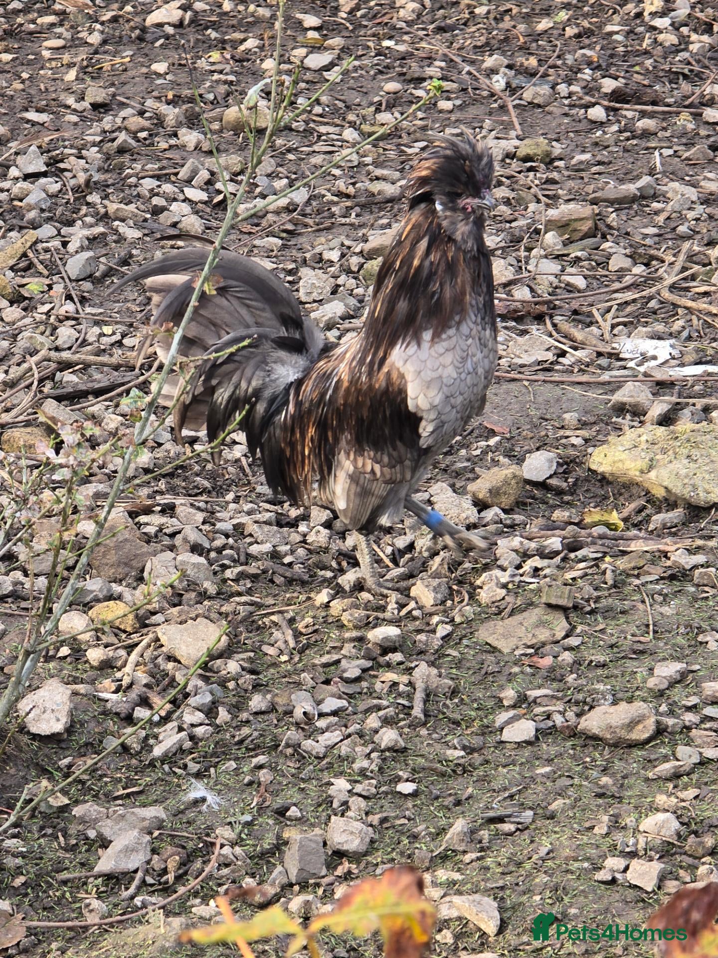 Chickens poultry Silkie Cockerell - Advert 1