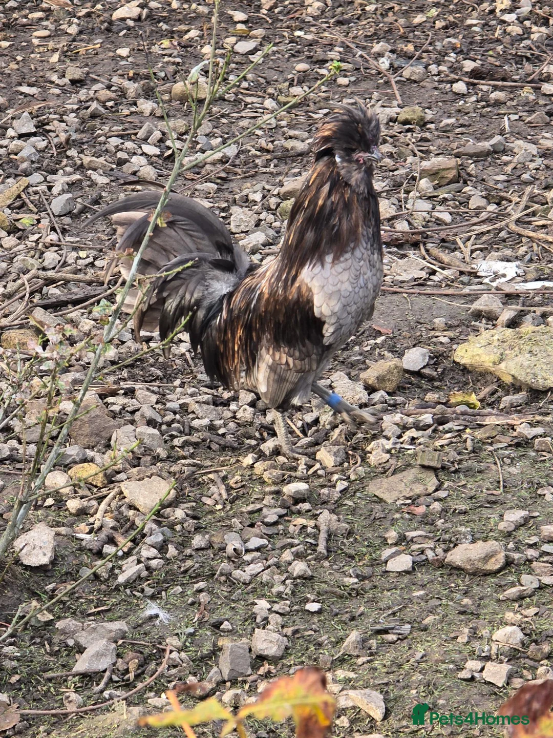 Chickens poultry for sale: Silkie Cockerell in Keighley - Advert 1