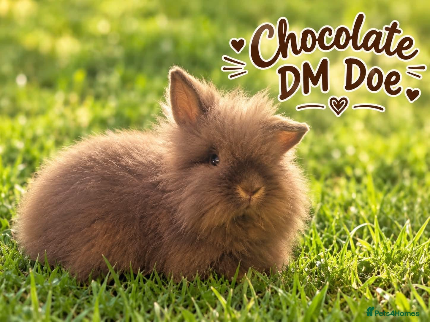 Lionhead rabbits Double Mane Chocolate Lionhead Doe - Advert 1