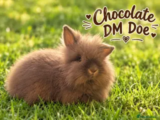 Lionhead rabbits Double Mane Chocolate Lionhead Doe - Advert 1