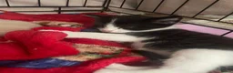 Domestic Shorthair cats for sale: 3 male domestic shorthair kittens - Advert 11