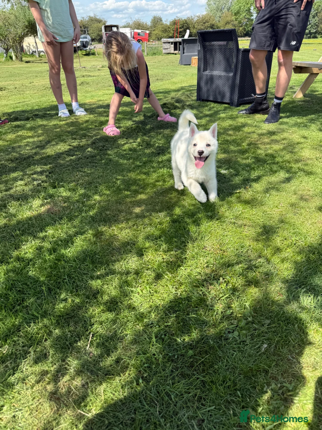 Pomsky dogs for sale: Beautiful F4 blue eyed pomsky puppies - Advert 2