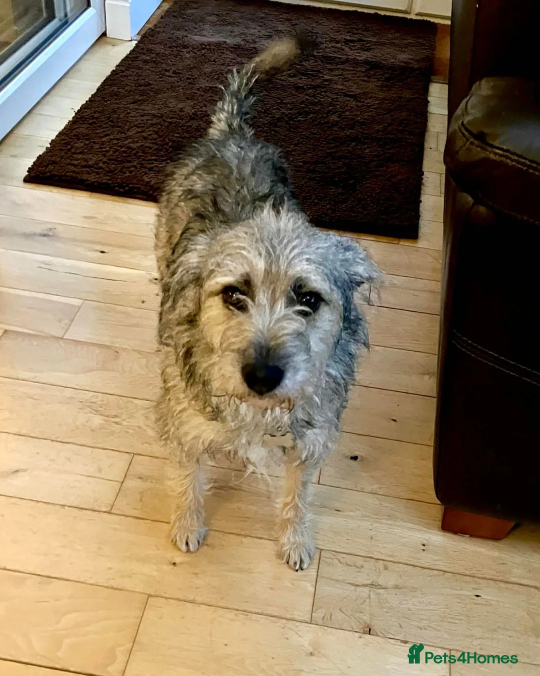 Mixed Breed dogs for adoption: Wilf, 2 yrs approx. Reserved STC. - Advert 1