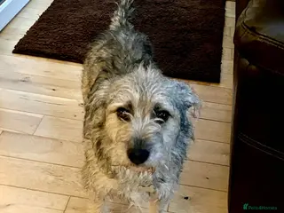 Mixed Breed dogs Wilf, 2 yrs approx.Available for adoption. in Brixham - Advert 14