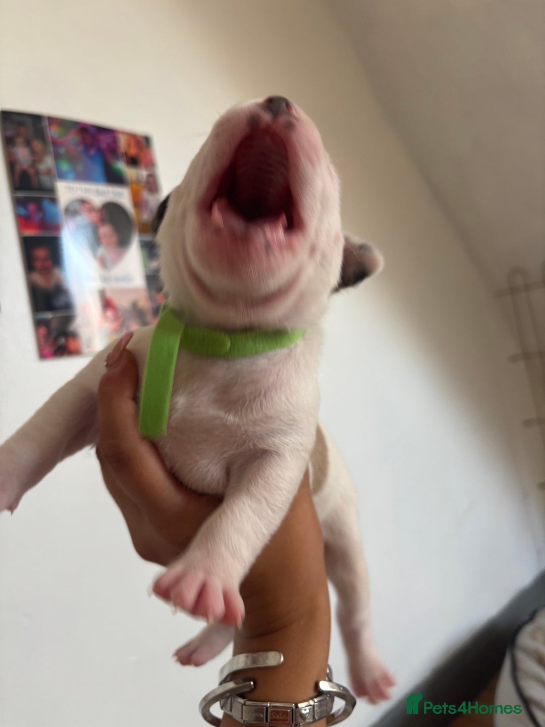 American Bulldog dogs for sale: American bulldogs - Image 17