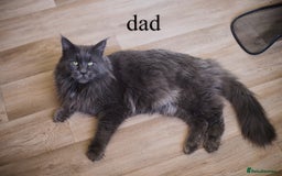 Maine Coon cats for sale: Blue Maine coon kittens - DNA health tested - Image 18
