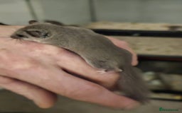 Mouse rodents for sale: African pygmy dormice - Image 3