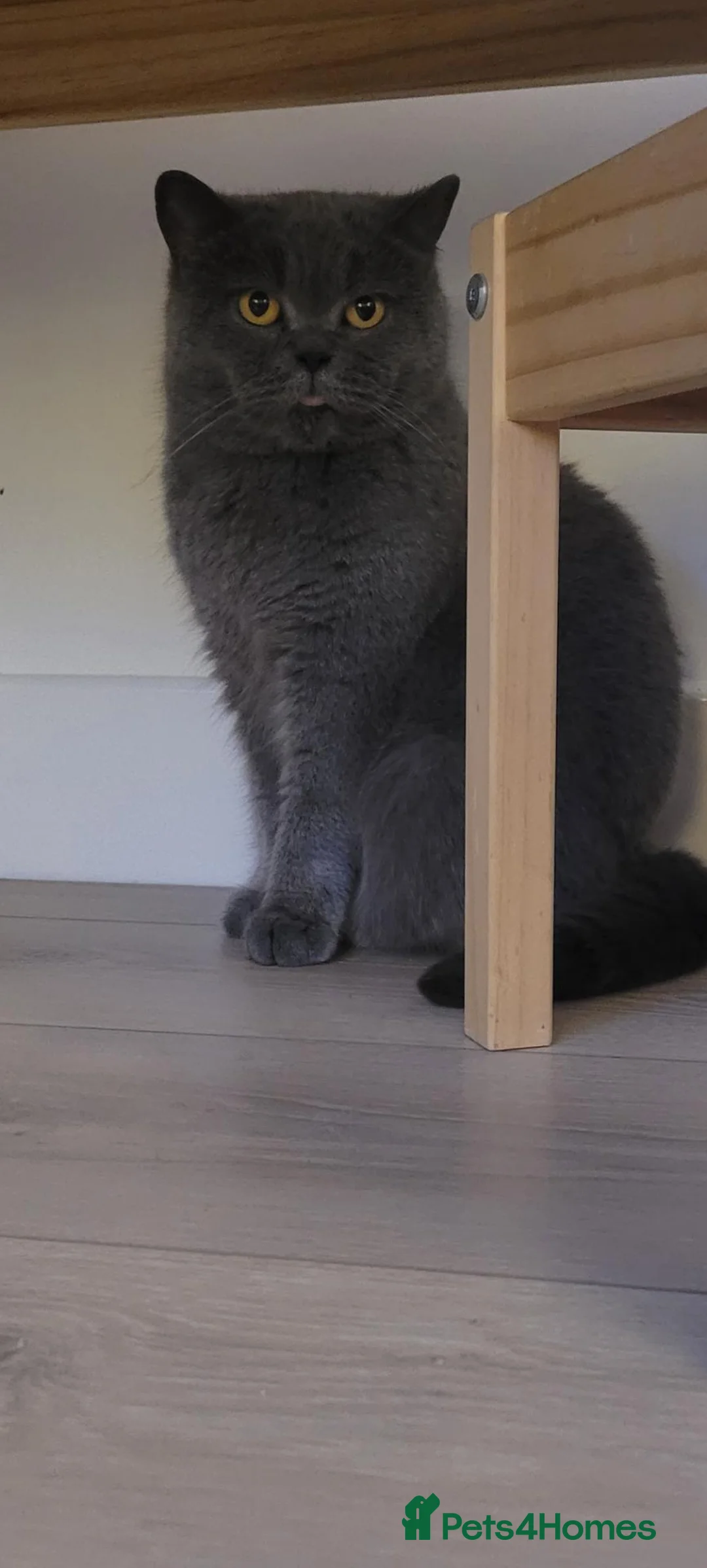British Shorthair cats for sale: Lovely British Shorthair female cat. 🐱❤️ - Advert 2