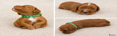 Cocker Spaniel 1
