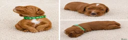 Cocker Spaniel dogs for sale: KC Registered FTCH bloodline Working Cocker Pups - Advert 20
