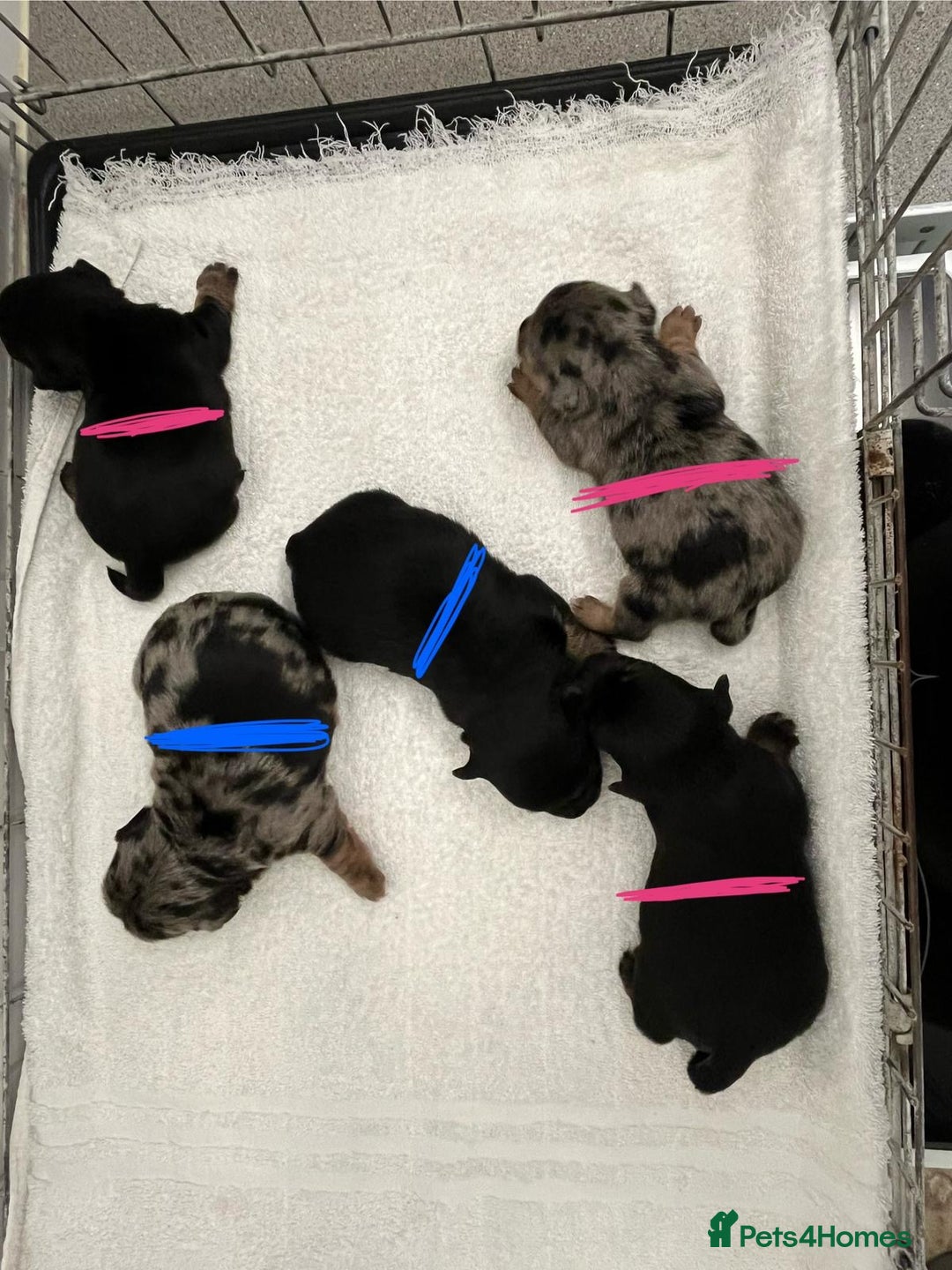 Jack Russell dogs for sale: Jack Russell  - Image 1