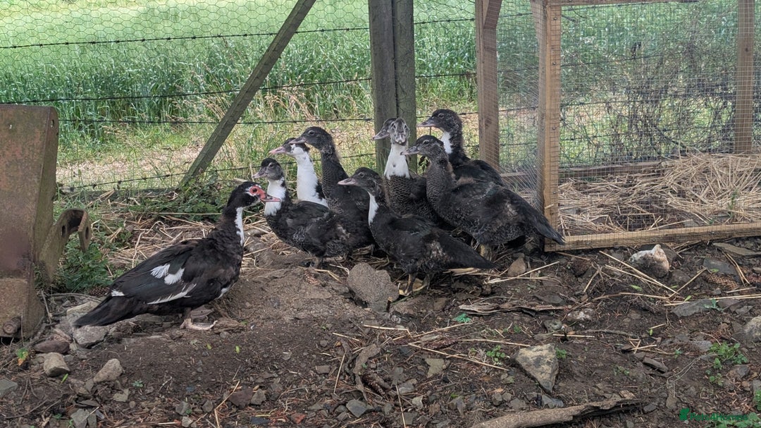 Ducks poultry for sale: Muscovy Ducklings - Image 8