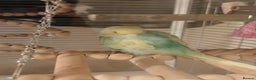 Budgerigars birds for sale: Pair of Young Male Budgies + Cage & Equipment - Advert 4