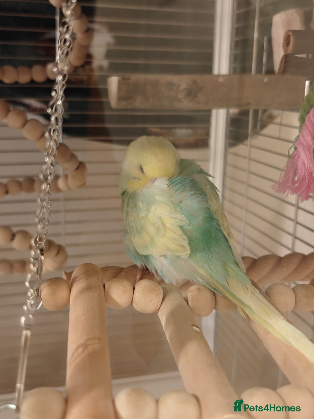 Budgerigars birds for sale: Pair of Young Male Budgies + Cage & Equipment - Advert 4