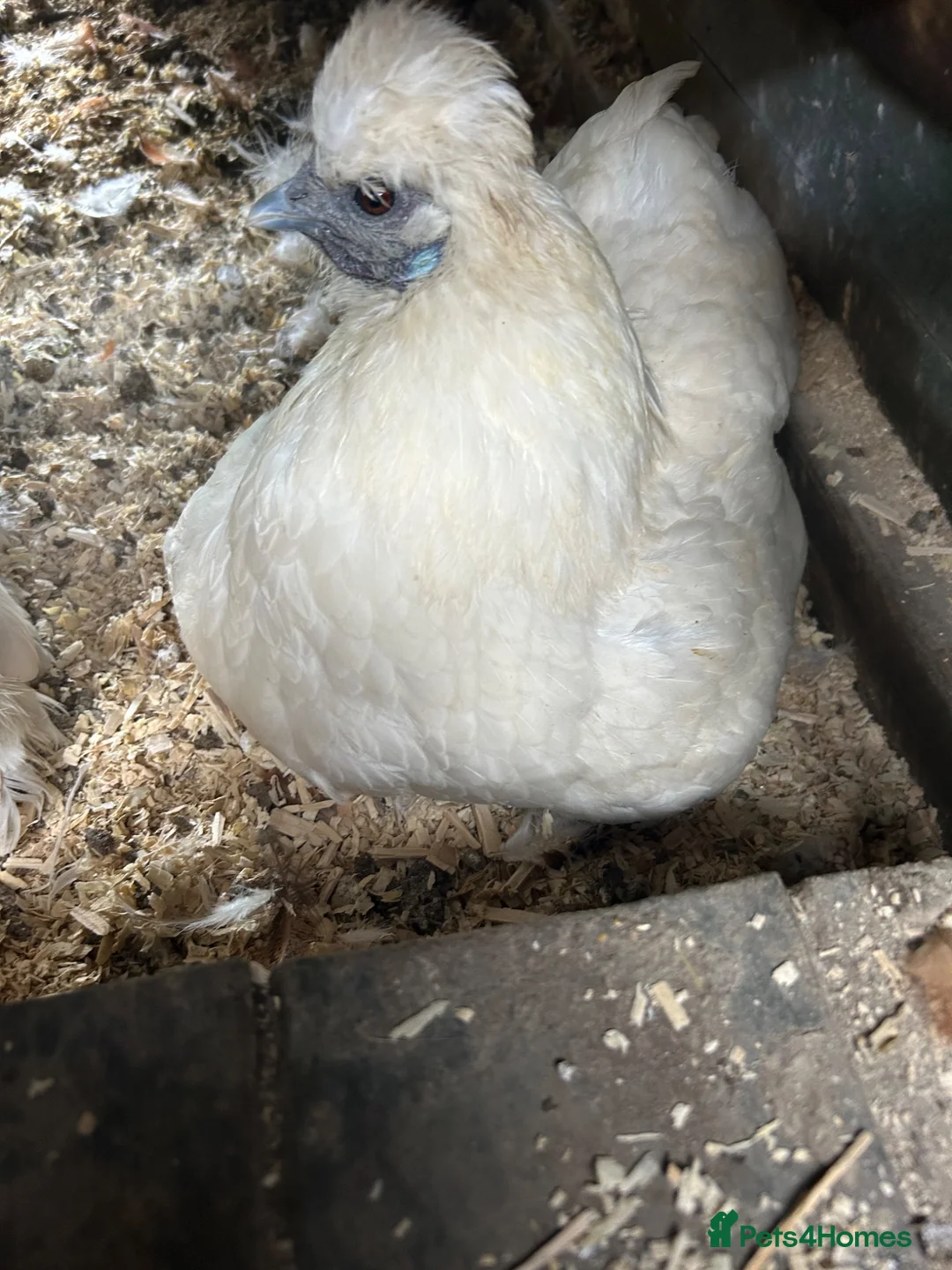 Chickens poultry for sale: USA Silkies- Bantams  in Cambridge - Advert 11