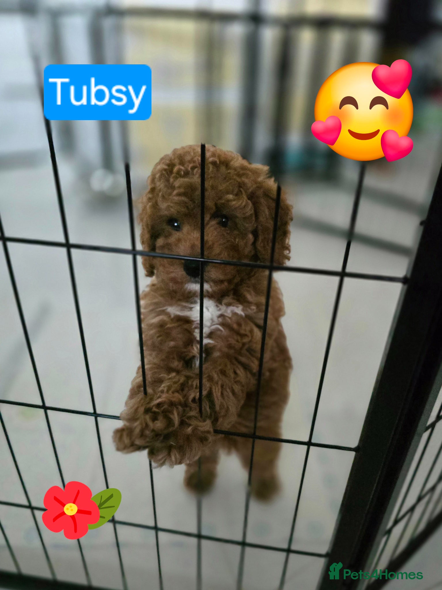 Cavapoo dogs Two Toy Cavapoo's Left - Both Girls - Advert 2