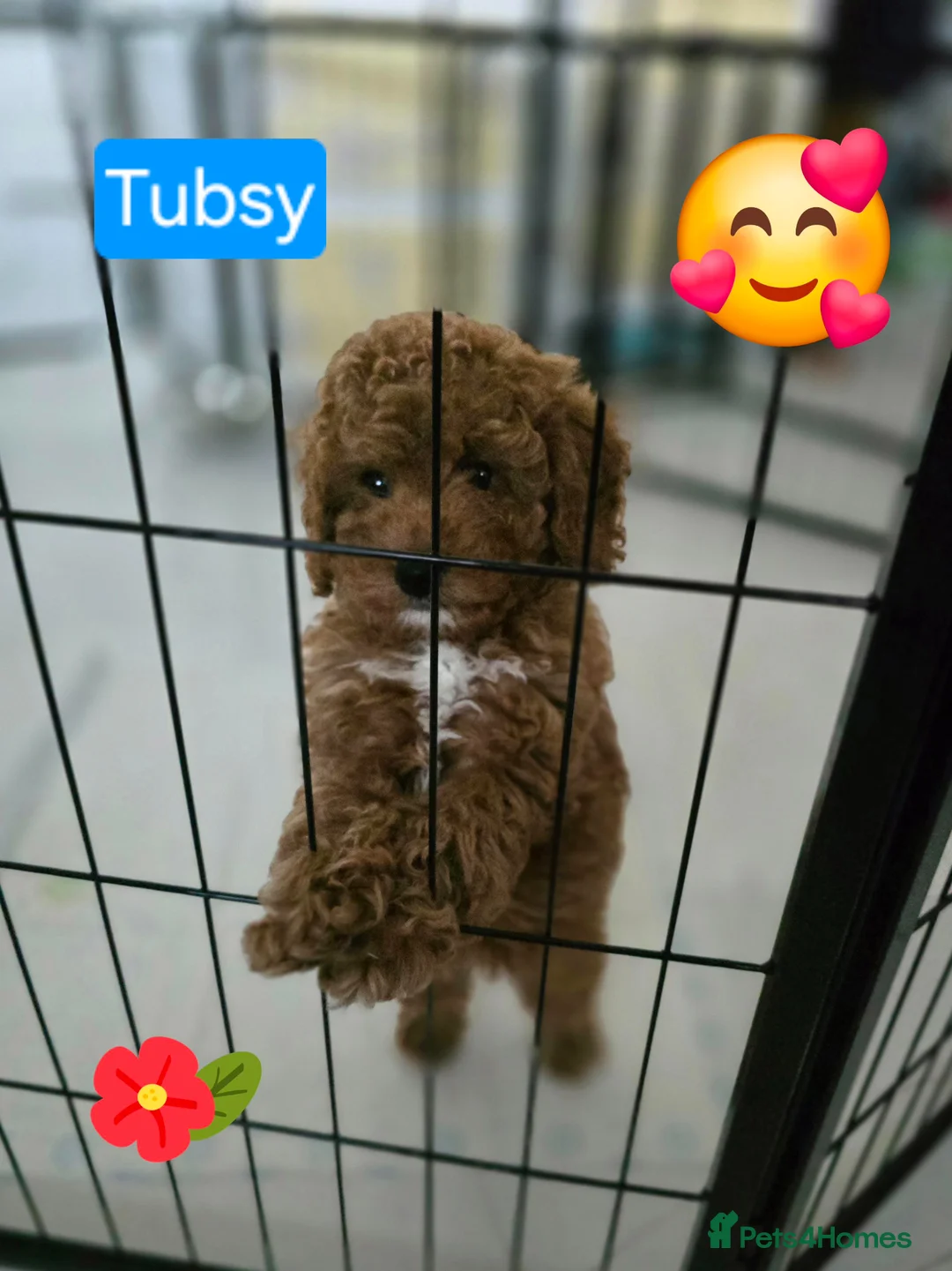 Cavapoo dogs for sale: Two Toy Cavapoo's Left - Both Girls - Advert 2