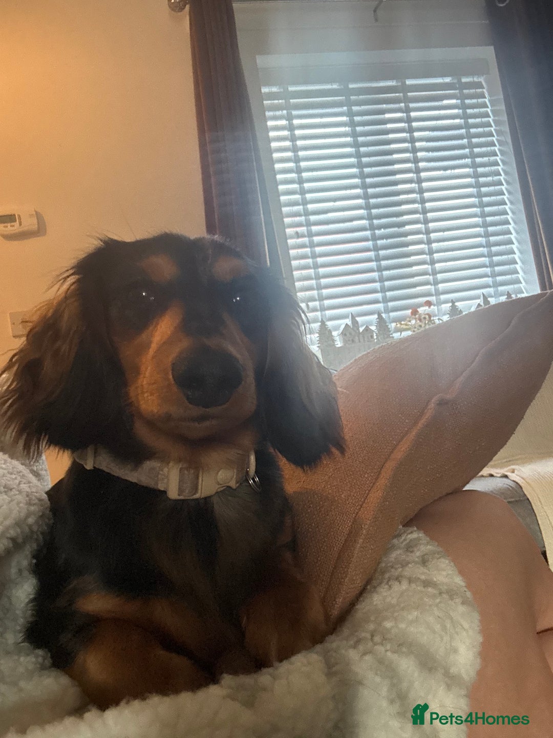 Miniature Dachshund dogs for sale: Rehoming - Advert 10