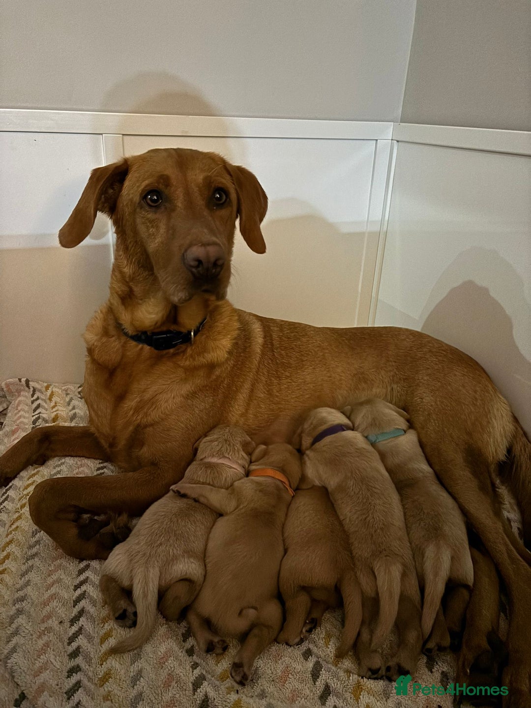 Labrador Retriever dogs for sale: Girl Labrador  - Image 13