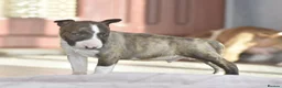 Miniature Bull terrier dogs for sale: Excellent miniature english bull terrier puppies  - Advert 3