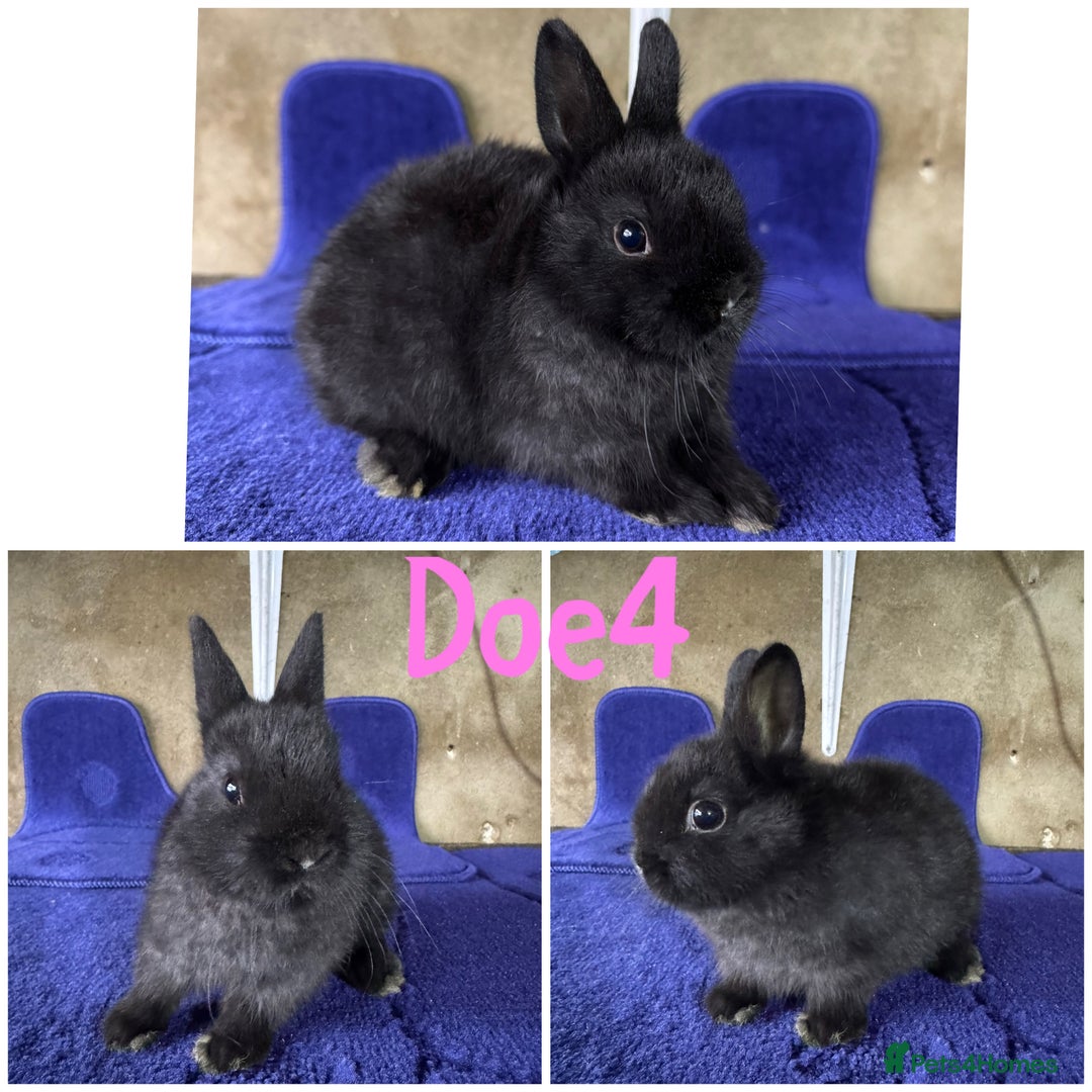 Netherland Dwarf rabbits for sale: Pure breed Netherlands Dwarf  - Image 4
